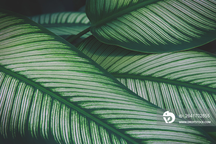 Tropical Leaves of Calathea Plant Natural Pattern Background