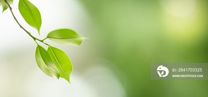 Close up of nature view green leaf on blurred greenery background under sunlight with bokeh and copy