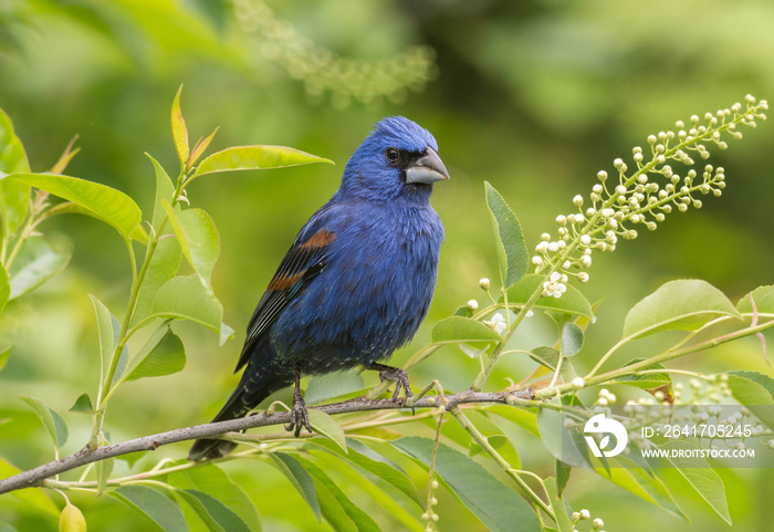 Blue Grosbeak