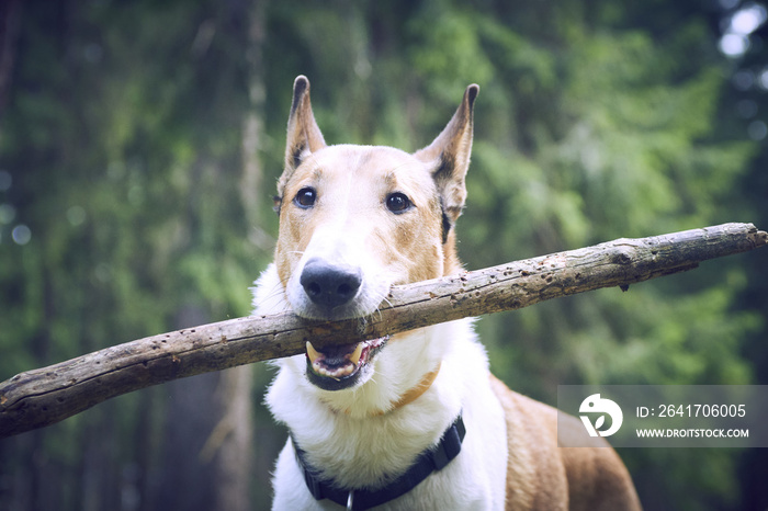 光滑的牧羊犬在森林里玩棍子