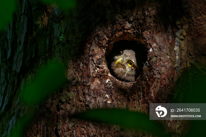 欧亚侏儒猫头鹰Glaucium passenum从森林中的巢穴中望去。欧洲小猫头鹰