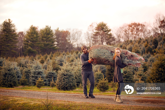 Young couple carrying spruce tree in forest