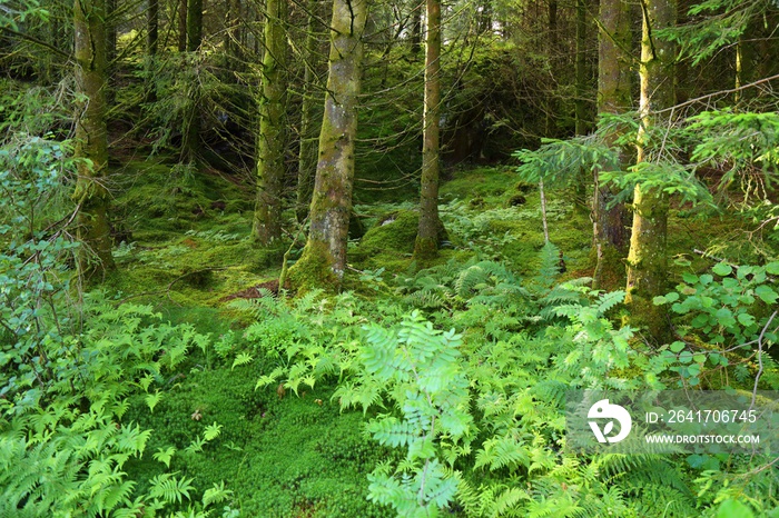 Forest in Norway. Norway nature.