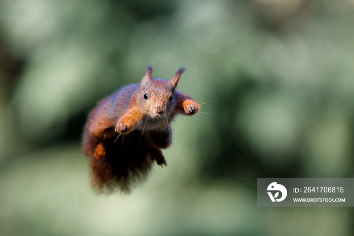 欧亚红松鼠（Sciurus vulgaris）在荷兰诺德布拉班特的森林中跳跃。