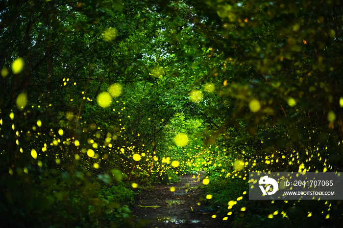 Firefly flying at night in the forest