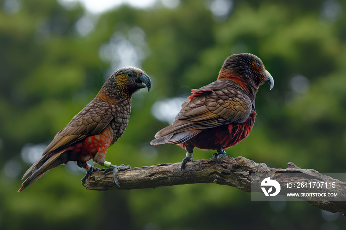 Kaka - Nestor meridionalis - endemic parakeet living in forests of New Zealand. Parrot close up eati