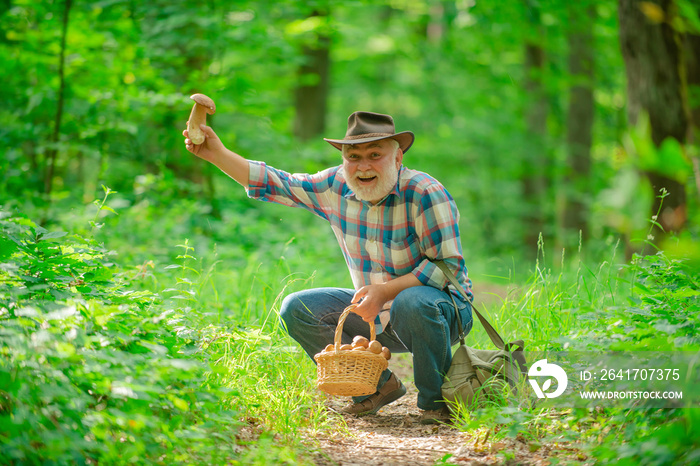 Senior picking wild berries and mushrooms in national park forest. Grandpa.