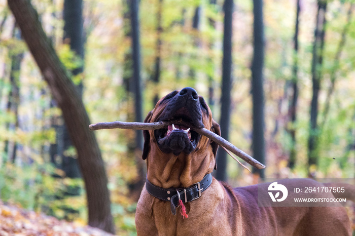 Tosa Inu dog plauying with a stick in the forest