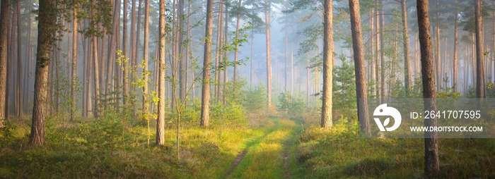 晨雾中雄伟的常青松林中的小路。古树剪影特写。Nat