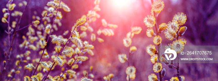 Willow branches with fluffy catkins in the woods at sunset