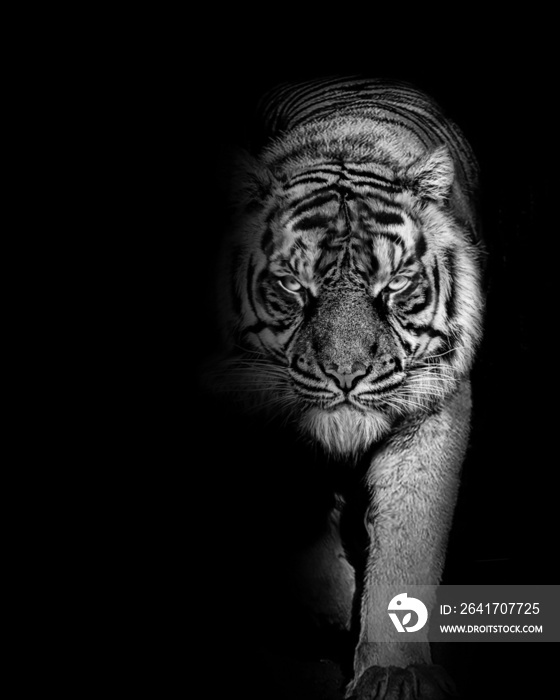 老虎，黑白相间的野生动物