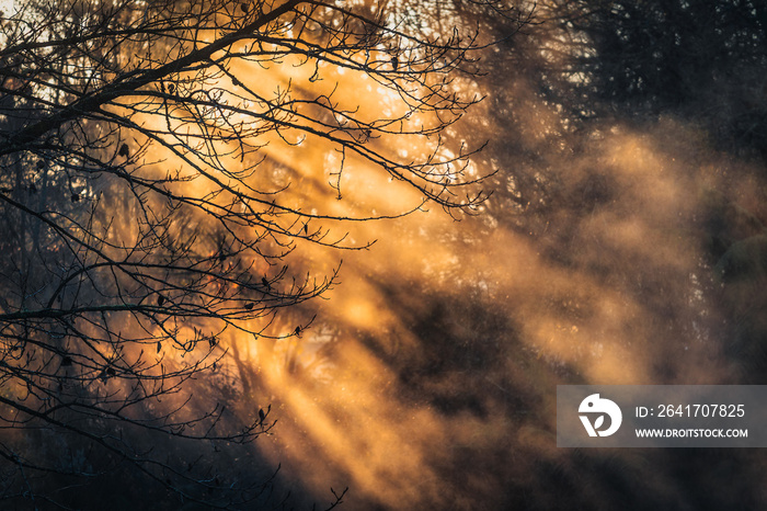 South Waikato - Tokoroa = Early morning winter sunrise