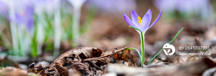 Purple crocus flowers growing in a forest