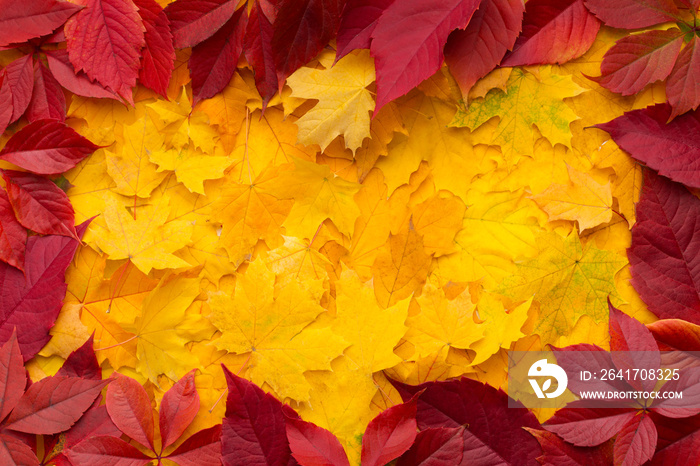 Autumn frame of red and Yellow fallen maple dead leaves