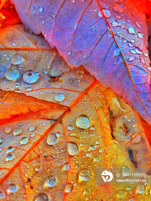 秋雨落在落叶上