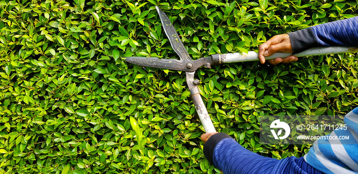 Close up hand of gardener or worker in blue long sleeve shirt uniform cutting and decorating branch 