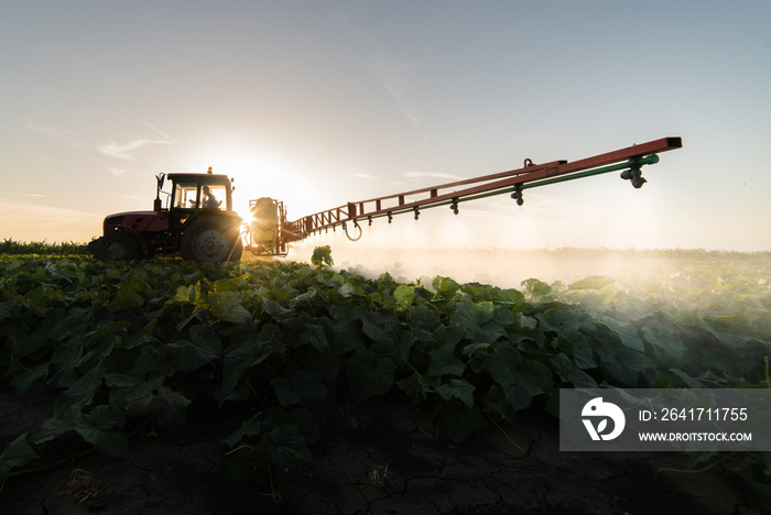 Farmer on a tractor with a sprayer makes fertilizer for young vegetable