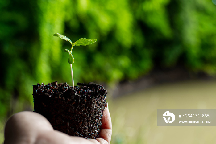 small plant of cannabis seedlings at the stage of vegetation planted in the ground in the sun, excep