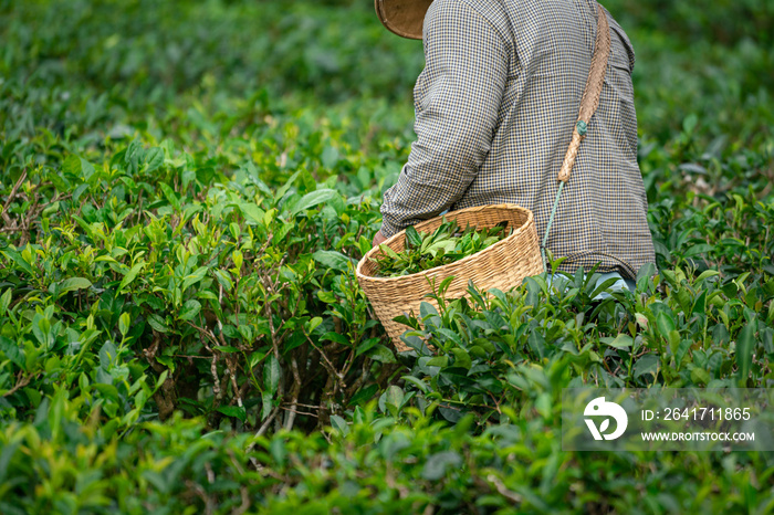 一名工人在高地农业农场收割绿茶叶种植园产品。