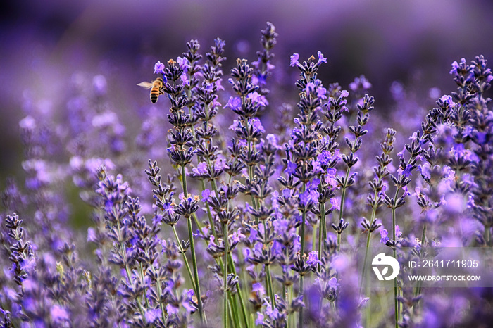 Lavanda