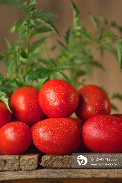 Fresh ripe delicious Roma tomatoes
