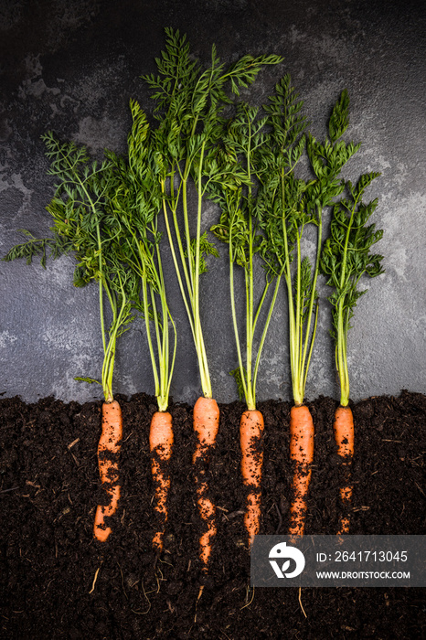 土壤中生长的Oragnic Carrots，创意概念图像
