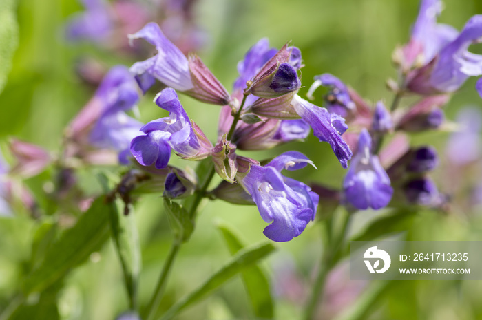 Salvia officinalis evergreen healhty subshrub in bloom, violet purple flowering useful plant