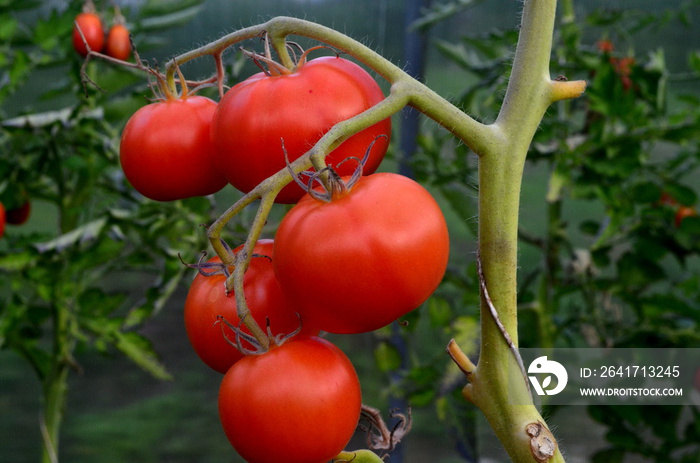 Beautiful red ripe tomatoes grown in a greenhouse.