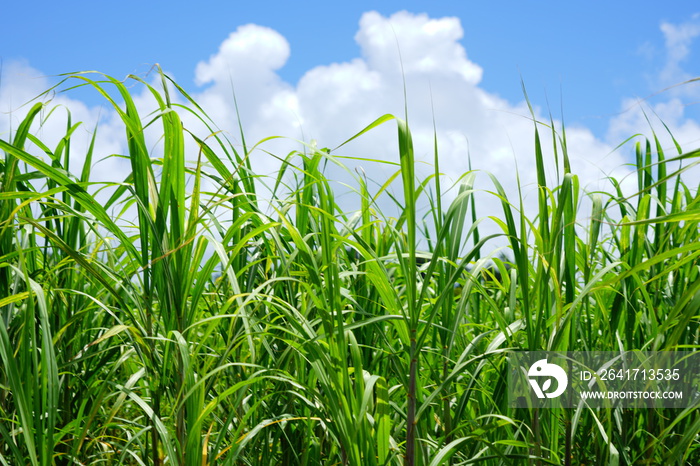 Field of sugarcane on a blue sky in Okinawa, Japan