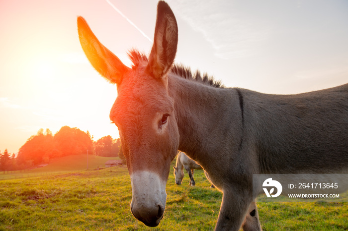 donkey grazing