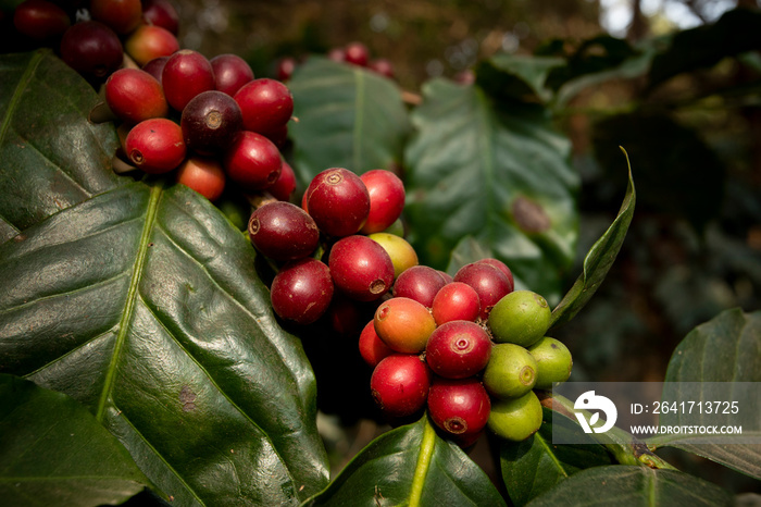 close up green yellow and red of organic coffee seed on tree branch