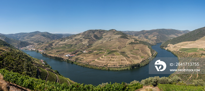 Terraces of grape vines for port wine production line the hillsides of the Douro valley in Portugal