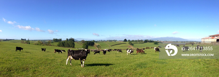 Dairy cows in green paddock farm. Blue sky. One cow closer to camera facing