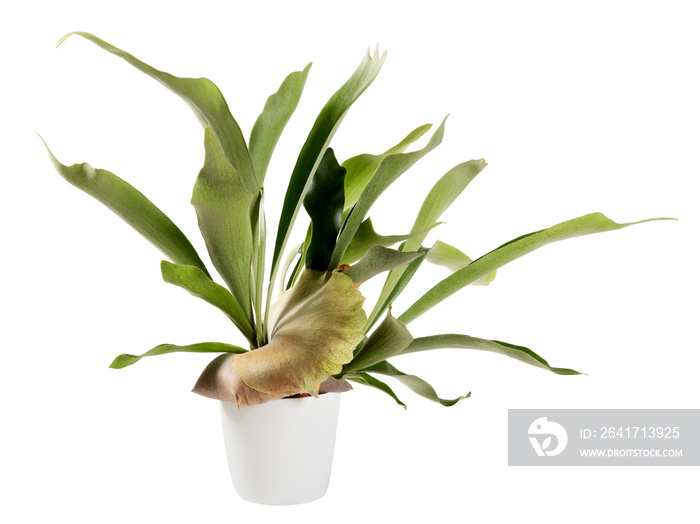 Distinctive flattened fronds of a potted Staghorn fern on white