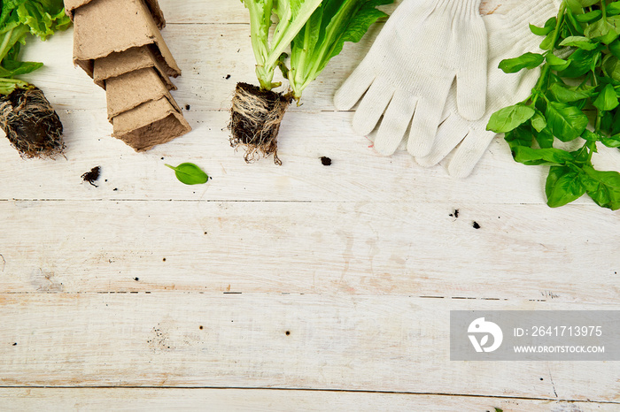 Flat lay of Gardening tools, basil, eco flowerpot, soil on white wooden background. Spring garden wo