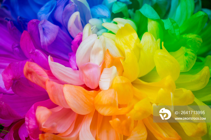 The rainbow Chrysanthemum flowers.