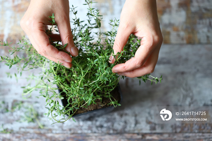 Selective focus. Womens hands are holding the branch of thyme in a pot. Fragrant herbs grow in a po