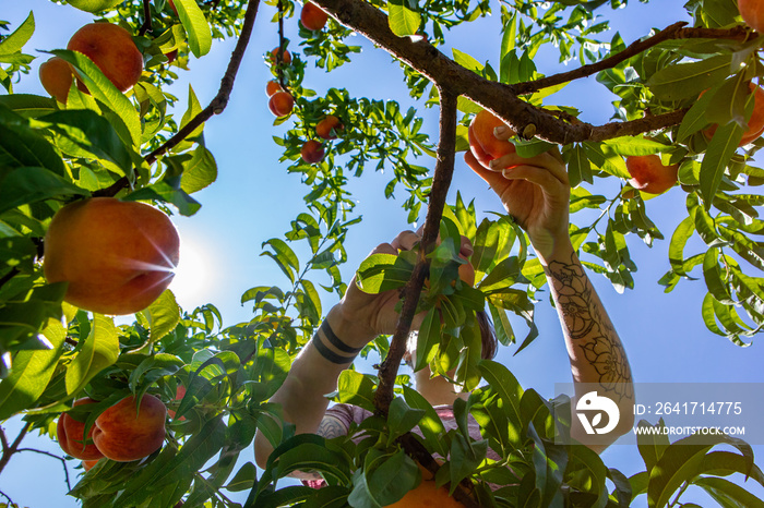 low angle view of an unrecognizable caucasian young woman as she picking ripe fresh peach fruits fro