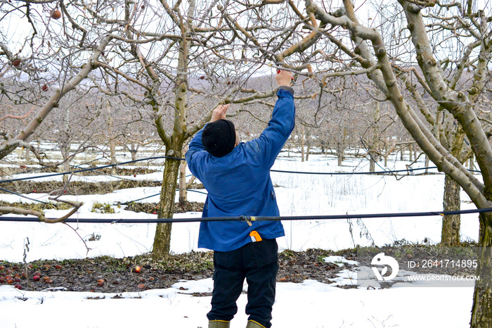 unrecognizable man pruinig apple tree in winter