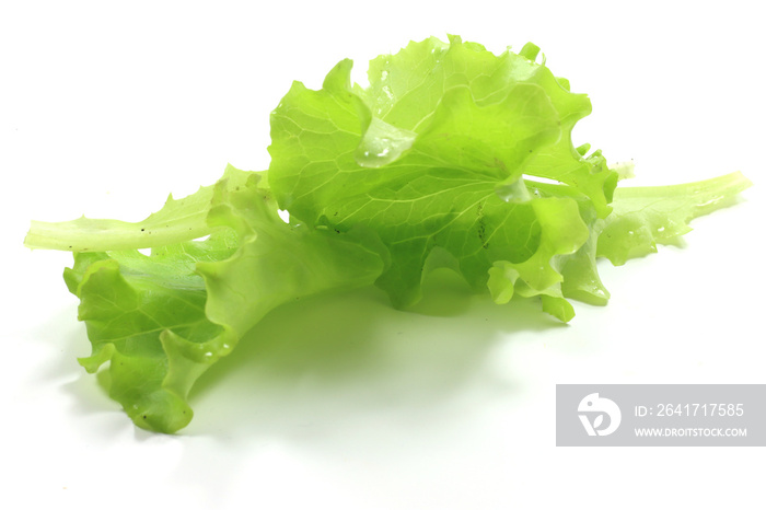 green leaves of gentilina salad