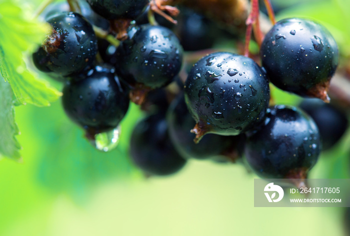 Black currant berries in dew drops on a bush in the summer garden.