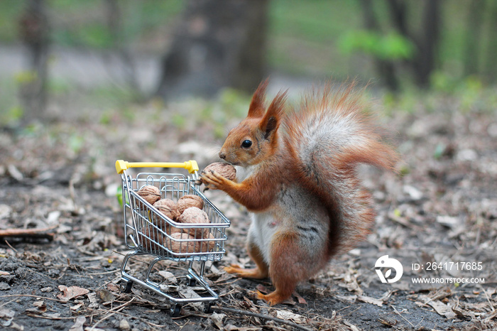 Red squirrel with shopping cart