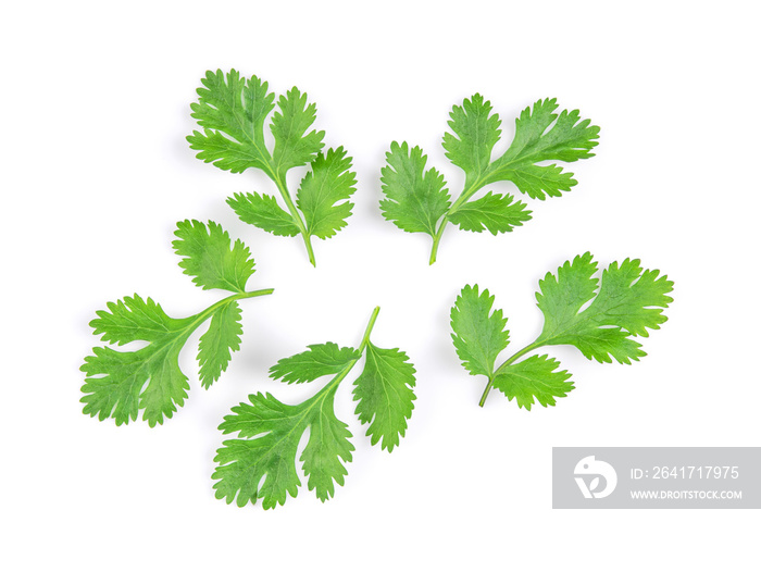 Green coriander leaves close-up, isolation on a white background. top view