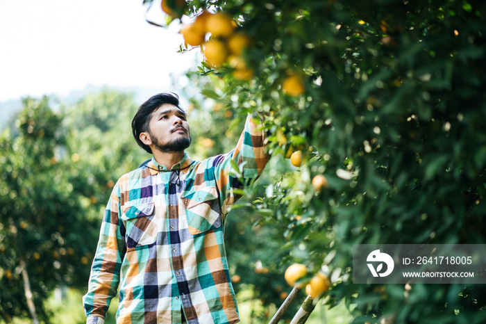 orange tree field male farmer harvest picking orange fruits