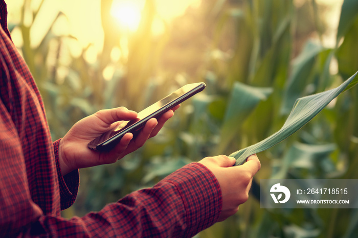 woman farmer using technology mobile in corn field