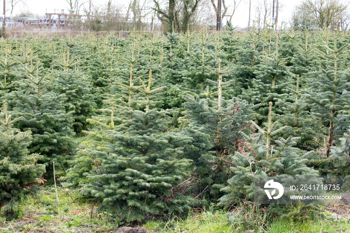 christmas tree plantation