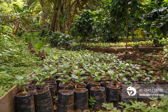 小型咖啡植物，来自尼加拉瓜的苗圃