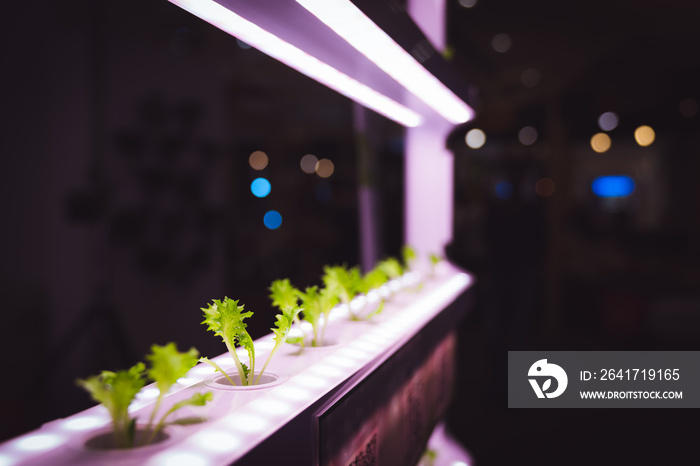 Organic hydroponic vegetable grow with LED Light Indoor farm, Agriculture Technology.