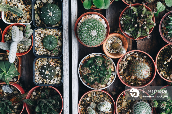 top view of various succulent and cactus plant growing in the pots on the old wooden tray at home ga