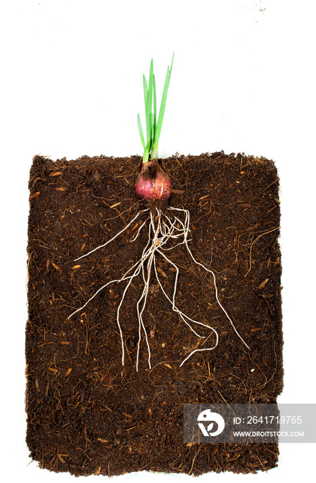 洋葱生长的植物，地下根系可见